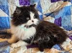 Cheeks - Minuet Kitten For Sale - Columbia, MO, US