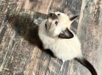 Male siamese kitten - Siamese Cat For Sale - Plainfield, IL, US