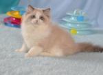 Garry - Ragdoll Cat For Sale - Miami, FL, US