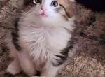 Minnie Moo - Norwegian Forest Kitten For Sale