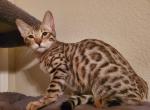 Adorable Bengal girl Misty - Bengal Cat For Sale - Henderson, NV, US