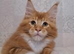 Volcano - Maine Coon Kitten For Sale - Houston, TX, US