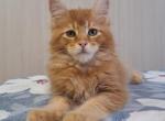 Venice - Maine Coon Kitten For Sale - Houston, TX, US