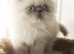 Persian Jewel Three - Persian Cat For Sale - Orlando, FL, US