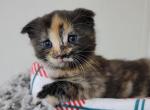 Scottish fold long hair torti female - Scottish Fold Kitten For Sale - Rockford, IL, US