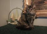 Mona - Domestic Cat For Adoption - Covington, KY, US
