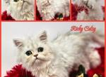 Ricky Petit - Persian Kitten For Sale - 