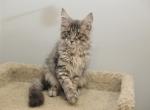 Thomas - Maine Coon Cat For Sale - NY, US