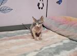 ella - Sphynx Kitten For Sale - Miami, FL, US