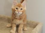 Johnny - Maine Coon Cat For Sale - NY, US