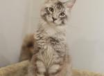 Vegas - Maine Coon Cat For Sale - NY, US