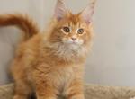 Harley - Maine Coon Cat For Sale - NY, US