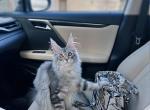 Best companion - Maine Coon Cat For Sale - Fairfax, VA, US