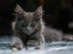 The Seven Christmas Kittens - Maine Coon Cat For Sale - Chicopee, MA, US