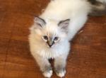 Zander - Ragdoll Cat For Sale - Del Mar, CA, US