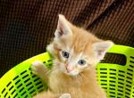 A - American Shorthair Kitten For Sale - Catasauqua, PA, US