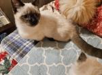 MUNCHKIN REDUCED PRICES - Munchkin Cat For Sale - Whiteford, MD, US