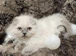 Peanut - Scottish Fold Kitten For Sale - Sacramento, CA, US