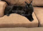 Vador - Maine Coon Kitten For Sale - Houston, TX, US