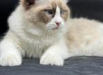 Tica registered Ragdolls - Ragdoll Cat For Sale - Henderson, NV, US
