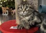 Donut - Maine Coon Cat For Sale - Hollywood, FL, US