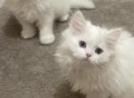 Adorable Persians - Persian Kitten For Sale - North Tonawanda, NY, US