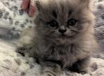 Dollface CFA Registered Silver Persian - Persian Cat For Sale - Perry, FL, US