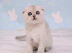 Viviana - Scottish Fold Cat For Sale - Hollywood, FL, US