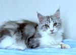Edith - Maine Coon Kitten For Sale/Service - New York, NY, US
