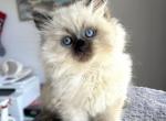 DBear - Siberian Kitten For Sale - Bonita Springs, FL, US