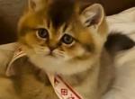 Ginger - British Shorthair Kitten For Sale - Waco, TX, US