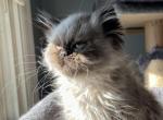 Seal point exotic long hair Himalayan boy - Himalayan Kitten For Sale - Little Egg Harbor Township, NJ, US