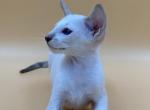 Rapid - Siamese Kitten For Sale - Norwalk, CT, US