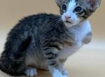 Romik - Oriental Kitten For Sale - Norwalk, CT, US