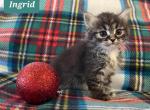 Ingrid - Siberian Kitten For Sale - Clintwood, VA, US