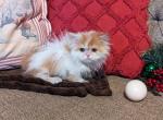 Peanut - Munchkin Kitten For Sale - New Whiteland, IN, US