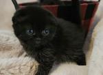 Gucci - Scottish Fold Kitten For Sale - MI, US