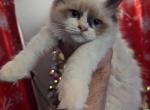 Jessabell Seal bicolor - Ragdoll Kitten For Sale - NY, US