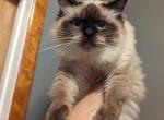 cholita - Ragdoll Cat For Sale - NY, US