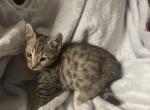 Shorty - Munchkin Kitten For Sale - San Diego, CA, US