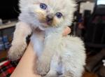 Donnie seal point - Ragdoll Kitten For Sale - NY, US
