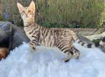 Toyger kittens - Toyger Kitten For Sale - Hesperia, CA, US