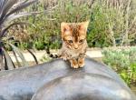 Bengal kitten - Bengal Kitten For Sale - Hesperia, CA, US