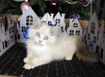 Henry - Ragdoll Cat For Sale - Fairfax, VA, US