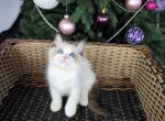 Eddie - Ragdoll Cat For Sale - Fairfax, VA, US