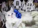 Grant - Ragdoll Cat For Sale - Fairfax, VA, US