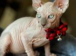 Choco Mink Male - Sphynx Kitten For Sale - Columbus, OH, US