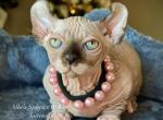 Dwarf - Sphynx Kitten For Sale - Columbus, OH, US
