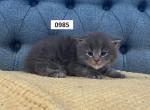 Glacier's Maine Coon Litter - Maine Coon Kitten For Sale - Lancaster, OH, US