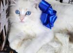 Grant - Ragdoll Cat For Sale - Charlotte, NC, US